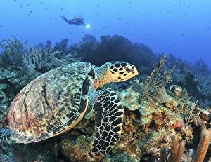 A Hawksbill Turtle swims along a caribbean reef A Hawksbill Turtle swims along a caribbean reef
