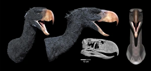 Head reconstruction of Andalgalornis steulleti Head reconstruction of Andalgalornis steulleti
