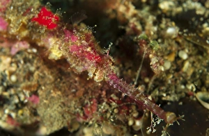 Head shot of a pink pipefish, North Sulawesi, Indonesia Head shot of a pink pipefish, North Sulawesi, Indonesia
