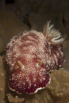 Head on view of a Chromodoris reticulata nudibranch Head on view of a Chromodoris reticulata nudibranch