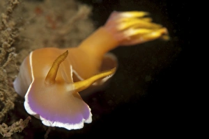 Head on view of Hypselodoris bullockii nudibranch Head on view of Hypselodoris bullockii nudibranch