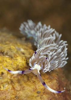Head on view showing cerata on an aeolid nudibranch Head on view showing cerata on an aeolid nudibranch