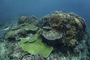 A healthy coral reef thrives in Komodo National Park, Indonesia A healthy coral reef thrives in Komodo National Park, Indonesia