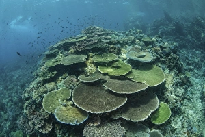 Healthy reef-building corals thrive in Komodo National Park, Indonesia Healthy reef-building corals thrive in Komodo National Park, Indonesia