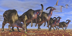 A herd of Parasaurolophus dinosaurs searching for vegetation A herd of Parasaurolophus dinosaurs searching for vegetation