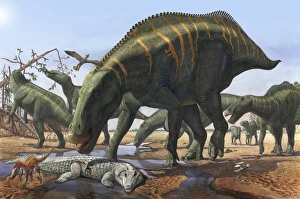 A herd of Shantungosaurus dinosaurs scavenging for food A herd of Shantungosaurus dinosaurs scavenging for food