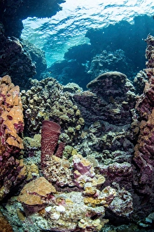 Underwater Cave Exploration Prints: A hidden reef inside a cavern, Red Sea
