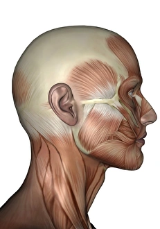 Human anatomy of female facial muscles, profile view Human anatomy of female facial muscles, profile view