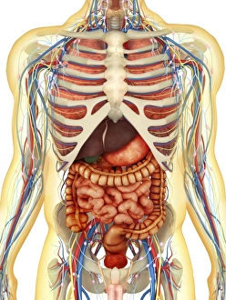 Human body with internal organs, nervous system, lymphatic system and circulatory system Human body with internal organs, nervous system, lymphatic system and circulatory system