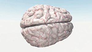 Nervous System Diagrams Prints: Human Brain