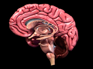 Sagittal Section Of The Brain Prints: Human brain, sagittal section