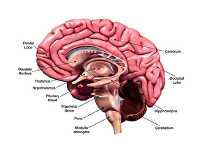 Prints of Human brain, sagittal section with labels Images Dated 2018 April: Sagittal Section Human Brain Print