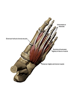 Calcaneus Bone Anatomy Prints: Human foot showing the dorsal intermediate muscles and bone structures with annotations