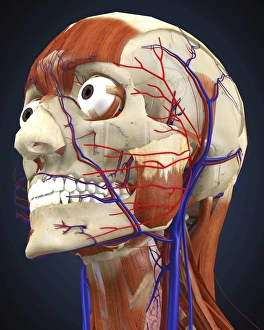 Human head with bone, muscles and circulatory system Human head with bone, muscles and circulatory system