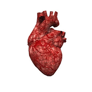 Human Heart Anatomy Prints: Human Heart