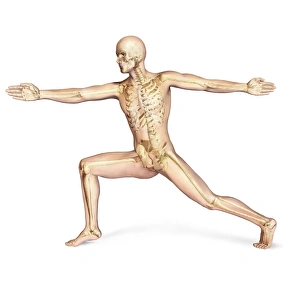 Human male in athletic dynamic posture, with skeleton superimposed Human male in athletic dynamic posture, with skeleton superimposed