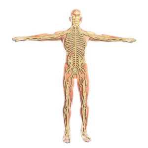 Human Nervous System Anatomy Prints: Human nervous system