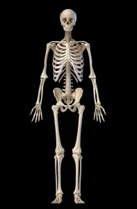 Anatomy Illustration Prints: Human skeleton, full figure standing