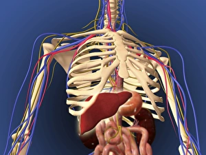 Human skeleton showing digestive system and nervous system Human skeleton showing digestive system and nervous system