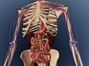 Human skeleton showing kidney, stomach and intestines Human skeleton showing kidney, stomach and intestines