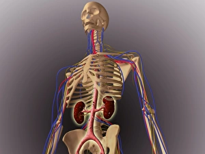 Human skeleton showing kidneys and nervous system Human skeleton showing kidneys and nervous system
