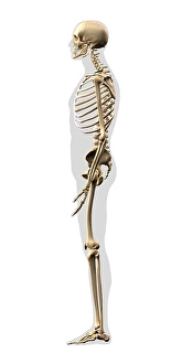 Human Skeleton Prints: Human skeleton, side view on white background