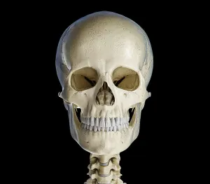 Human Bone Structure Prints: Human skull viewed from the front