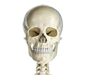 Human Skull Anatomy Prints: Human skull viewed from the front