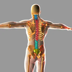 Human Skeletal System Diagram Prints: Human spinal cord