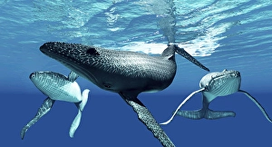 Ocean Wildlife Prints: Humpback whales at the surface