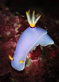 Hypselodoris bullockii nudibranch on coral, Solomon Islands Hypselodoris bullockii nudibranch on coral, Solomon Islands