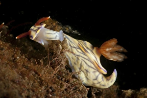 Hypselodoris sp. nudibranch, Bali, indonesia Hypselodoris sp. nudibranch, Bali, indonesia