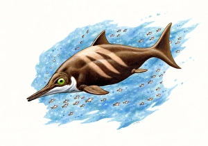 Colored Pencil Artwork Prints: Ichthyosaurus on white background