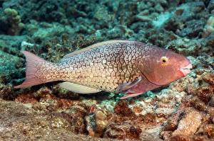 Underwater Animal Images Prints: The initial phase of an ember parrotfish