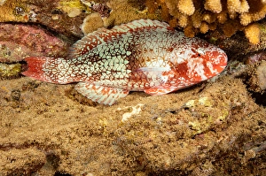 Parrotfish Species Prints: The initial phase of a redlip parrotfish