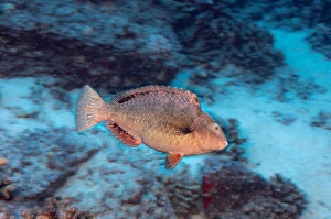 Tropical Fish Underwater Prints: The initial phase of a stareye parrotfish