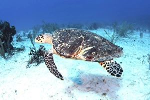 Injured Hawksbill Turtle with damaged shell in Caribbean Sea, Mexico Injured Hawksbill Turtle with damaged shell in Caribbean Sea, Mexico