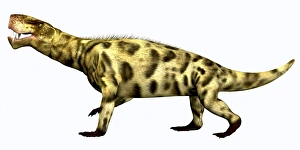 Inostrancevia carnivorous reptile from the Permian Period Inostrancevia carnivorous reptile from the Permian Period