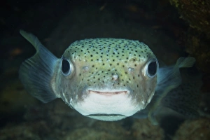 An inquisitive Porcupinefish, Bonaire, Caribbean Netherlands An inquisitive Porcupinefish, Bonaire, Caribbean Netherlands