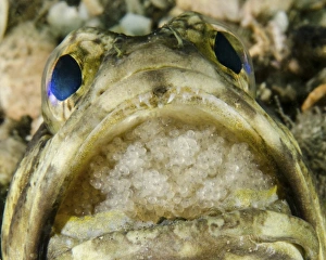 A jawfish aerating eggs in its mouth in West Palm Beach, Florida A jawfish aerating eggs in its mouth in West Palm Beach, Florida