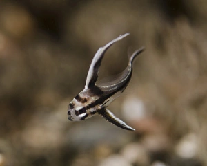 A juvenile drum fish in West Palm Beach, Florida A juvenile drum fish in West Palm Beach, Florida