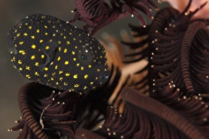 Juvenile guineafowl spotted pufferfish sheltering amongst a crinoid, Bali Juvenile guineafowl spotted pufferfish sheltering amongst a crinoid, Bali