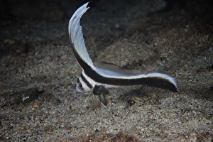 Juvenile Spotted Drum hovers over the sandy ocean bottom Juvenile Spotted Drum hovers over the sandy ocean bottom