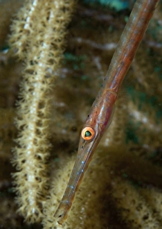Juvenile Trumpetfish on soft coral in Caribbean Sea Juvenile Trumpetfish on soft coral in Caribbean Sea
