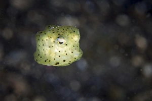 A juvenile yellow boxfish, Lembeh Strait, Indonesia A juvenile yellow boxfish, Lembeh Strait, Indonesia