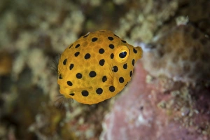 A juvenile yellow boxfish swims above the seafloor A juvenile yellow boxfish swims above the seafloor