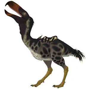 Kelenken is an extinct genus of giant flightless predatory birds Kelenken is an extinct genus of giant flightless predatory birds