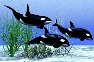 Killer whales hunt together in the beautiful clear ocean Killer whales hunt together in the beautiful clear ocean
