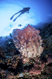 A large barrel sponge grows on a reef dropoff near Sulawesi, Indonesia A large barrel sponge grows on a reef dropoff near Sulawesi, Indonesia