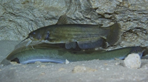 A large Brown Bullhead catfish boldly swims over the top of an American Eel A large Brown Bullhead catfish boldly swims over the top of an American Eel